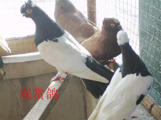济宁市大量批发观赏鸽的电话是多少厂家供应大量批发观赏鸽的电话是多少