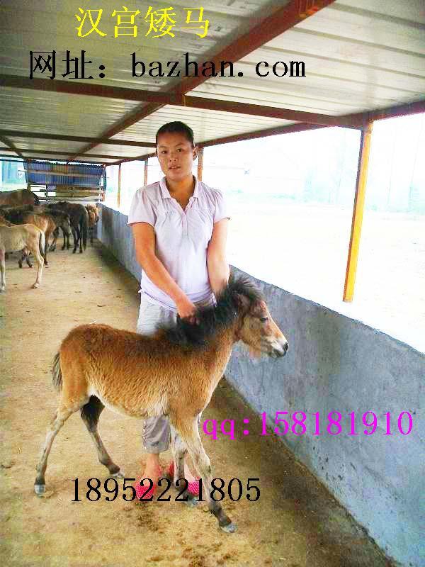 汉宫矮马保育中心最矮的中国矮马批发