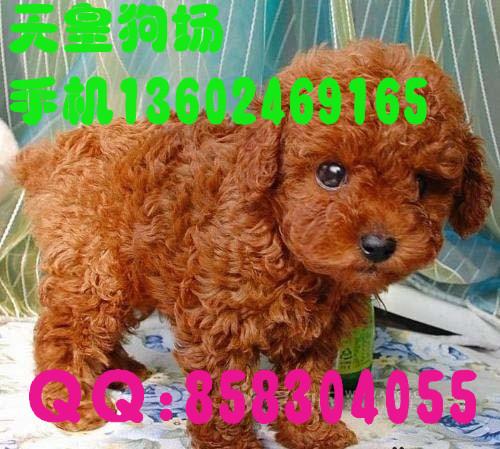 广州什么地方有卖小型犬泰迪熊广州哪里有卖泰迪熊广州纯种泰迪熊多少
