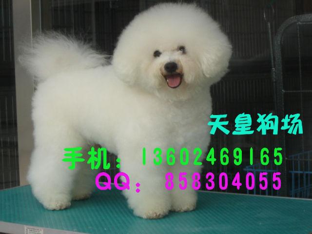 广州哪里有卖小型犬比熊广州什么地方有卖比熊犬买比熊犬广州哪里有卖