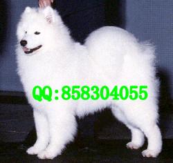 广州萨摩耶广州哪里卖萨摩耶广州哪里有卖萨摩耶犬纯白色狗狗萨摩犬