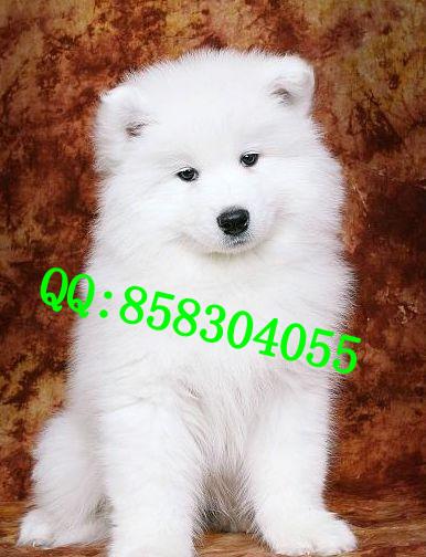 广州萨摩耶广州哪里卖萨摩耶广州哪里有卖萨摩耶犬纯白色狗狗萨摩犬