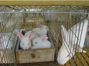 种兔笼安平种兔笼种兔笼专业生产批发