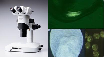 供应SZX16/10研究级体视显微镜