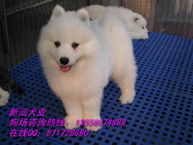 供应广州纯种萨摩耶犬温顺美丽萨摩耶火爆出售萨摩耶犬