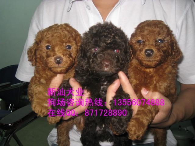 广州热卖泰迪熊贵宾犬广州最热门犬是什么贵宾犬玩具贵宾犬