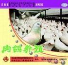 肉鸽养殖的夏季管理肉鸽的冬季饲养批发