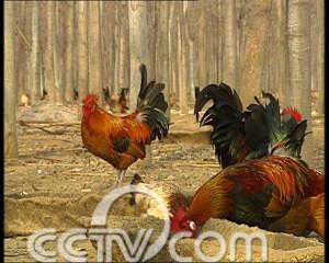 养鸡业的发展冬季家禽养殖场疾病防批发