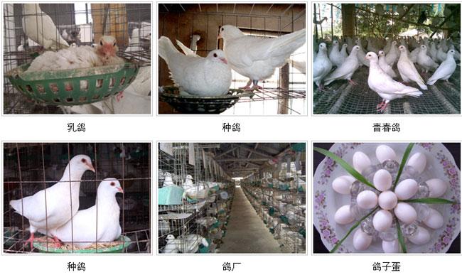 北京市肉鸽养殖的夏季管理肉鸽的冬季饲养厂家供应肉鸽养殖的夏季管理肉鸽的冬季饲养技术笼养肉鸽的常见疾病