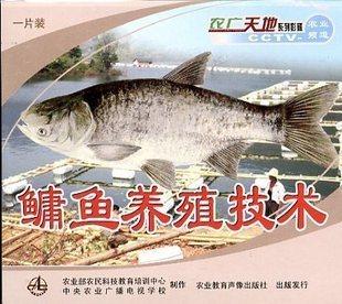 青鱼草鱼鳙鱼鲢鱼四大家鱼养殖技术批发