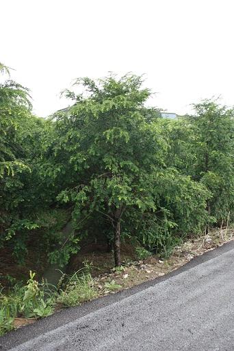 供应红豆杉苗木优质图片