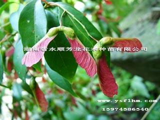 供应红翅槭种子批发︳红翅槭种子湘西供货商︳红翅槭种子