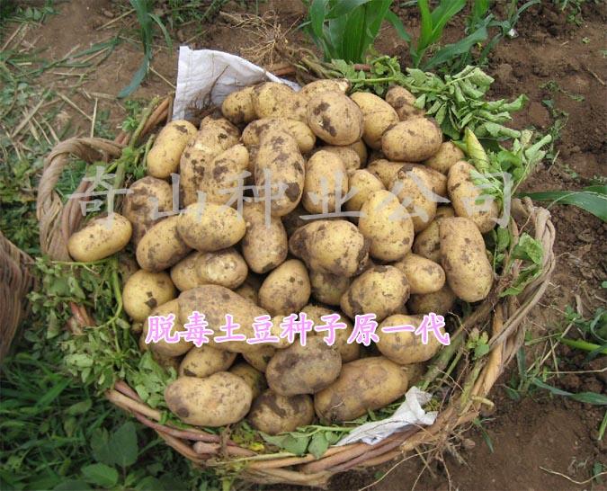土豆病害预防措施批发