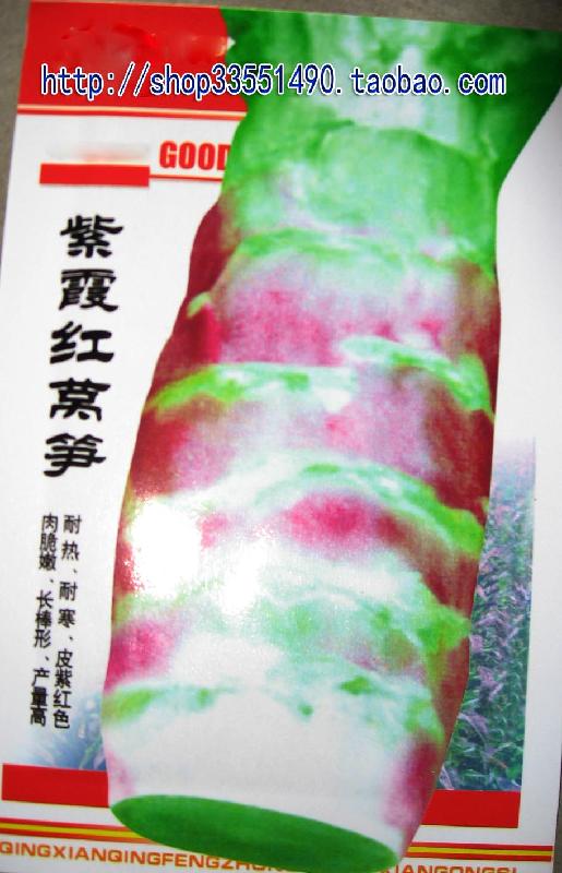 供应紫霞红莴笋种子/耐热耐寒/皮紫红色/肉质嫩/高产