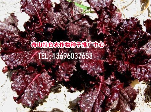 供应紫色生菜种子 有机蔬菜种子批发 欧洲特色红叶生菜种子