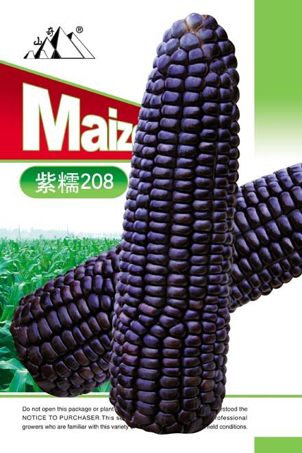 供应富硒紫黑香糯玉米种子紫糯208糯玉米种子图片
