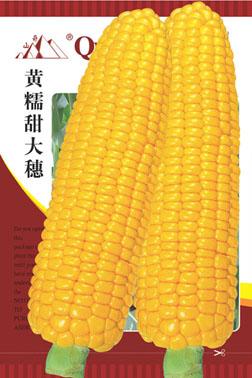 供应糯玉米高产栽培技术
