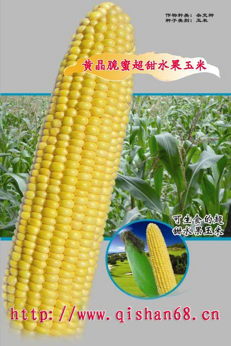 内江市甜玉米种子厂家