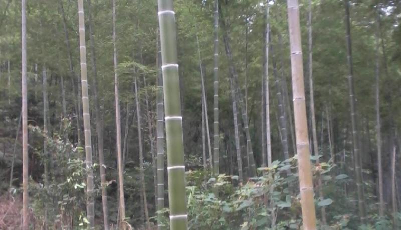供应建筑脚手架用竹