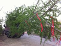 徐州市34公分银杏树价格厂家供应34公分银杏树价格