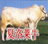 河南哪里有卖夏洛莱牛河南夏洛莱牛_河南哪里