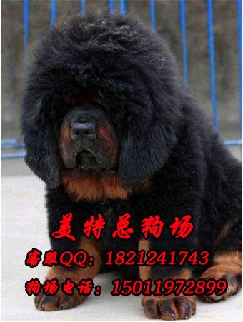 广州哪里有卖藏獒犬 纯种大狮头藏獒一只多少钱图片