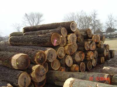 非洲原木板材进口报关清关流程手续盐田港非洲木材进口公司资料单证