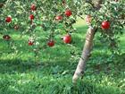 供应苹果树梨树海棠树优质苗木供应