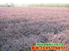 供应红叶小檗紫叶小檗基地