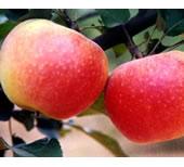 山西膜袋苹果/纸压膜袋苹果/果农种植/绛县苹果合作社