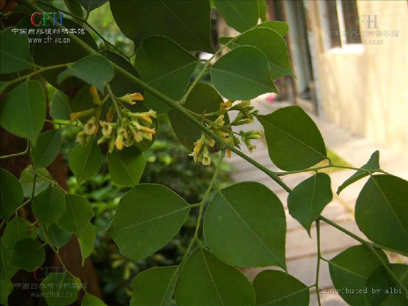 供应广州龙洞缅茄价格广州榄园苗圃报价图片