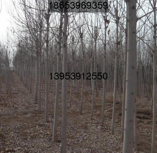 供应5-15公分白蜡树