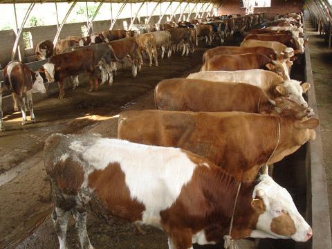 供应今年西门塔尔牛的价格牛犊