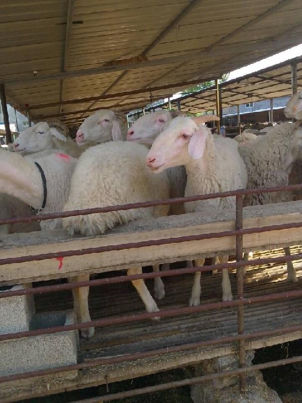 东营小尾寒羊养殖基地-小羊价格批发