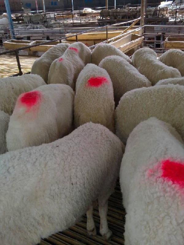 济宁市运城小尾寒羊养殖基地-小羊价格厂家供应运城小尾寒羊养殖基地-小羊价格