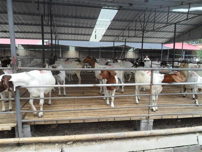 济宁市波尔山羊养殖波尔山羊厂家供应波尔山羊养殖波尔山羊