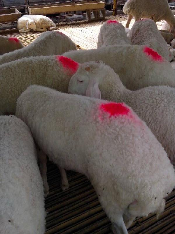 济宁市运城小尾寒羊养殖基地-小羊价格厂家