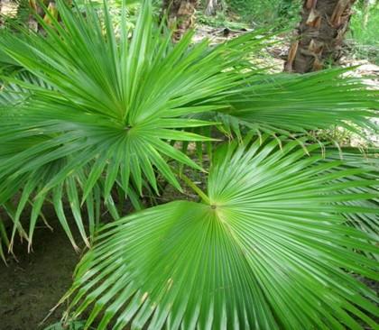 供应矮蒲葵苗圃基地成都蒲葵树