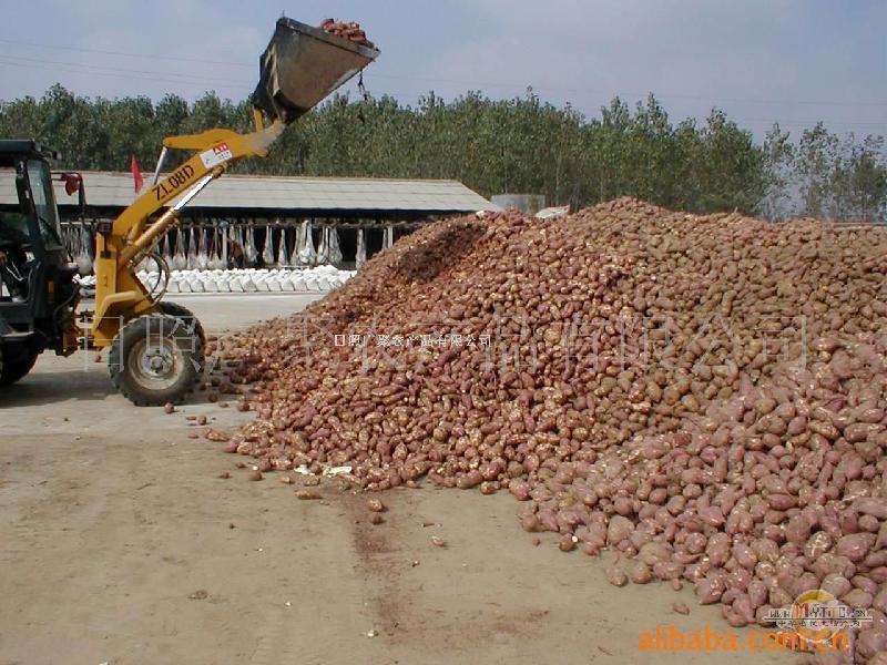供应山东金华牌加工厂专用红薯