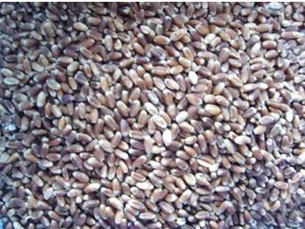 供应黑小麦，山东黑小麦大量批发，山东黑小麦批发优惠价格