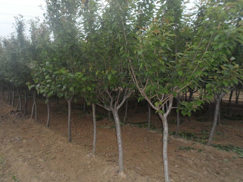 供应山东烟台规模最大的樱花树苗种植场
