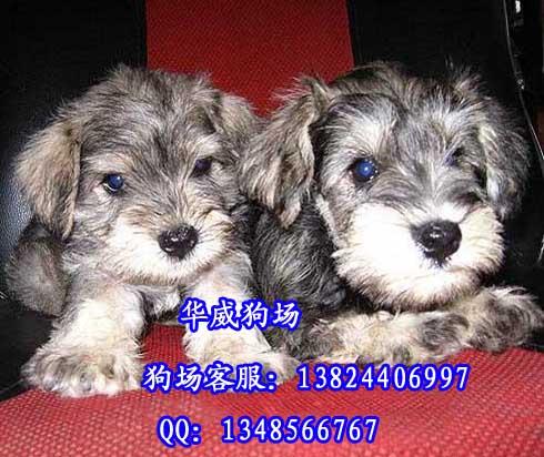 供应广州哪里有卖雪纳瑞胡椒盐色迷你型雪纳瑞价格玩具型贵宾宠物狗
