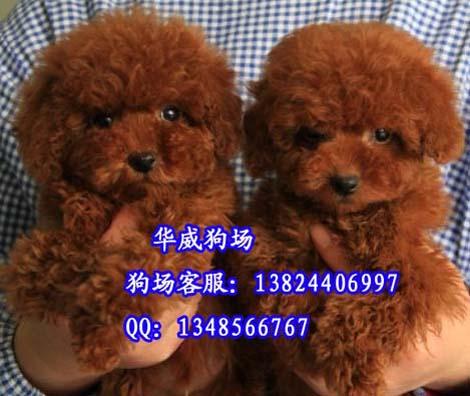 供应广州哪里有卖玩赏犬泰迪熊价格多少