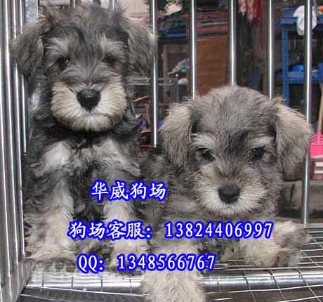 供应广州哪里有卖雪纳瑞胡椒盐色迷你型雪纳瑞价格玩具型贵宾宠物狗