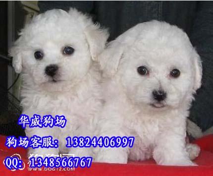 供应广州宠物狗广州小型犬比熊狗 广州那里有卖纯种比熊宠物狗
