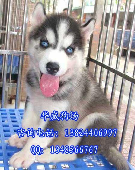 供应广州哪个狗场有卖哈士奇犬广州哈士奇雪橇哈士奇犬纯种哈士奇犬