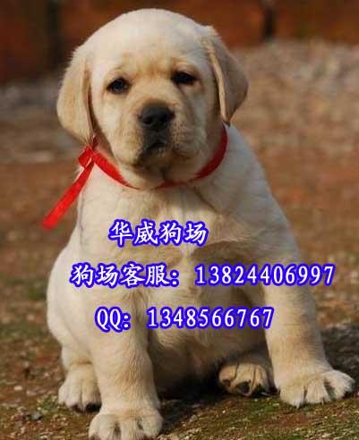 供应广州纯种拉布拉多犬是什么价格广州哪个地方的拉布拉多犬比较好