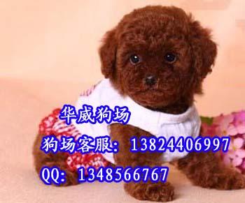 供应广州哪里有卖小型犬的狗场泰迪熊犬