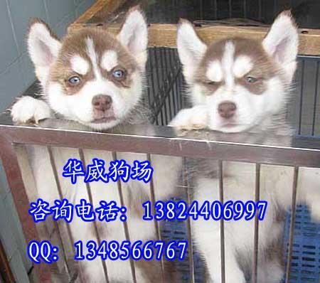 供应广州哪个狗场有卖哈士奇犬广州哈士奇雪橇哈士奇犬纯种哈士奇犬