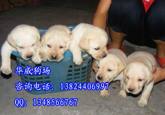 广州纯种拉布拉多犬是什么价格批发